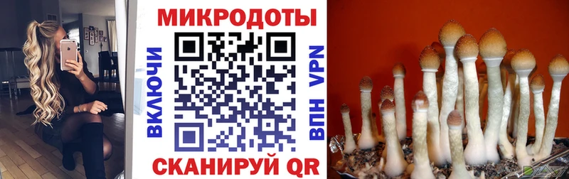 Псилоцибиновые грибы Cubensis  где продают наркотики  Елабуга 